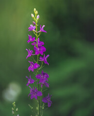 Obraz premium Garden flower