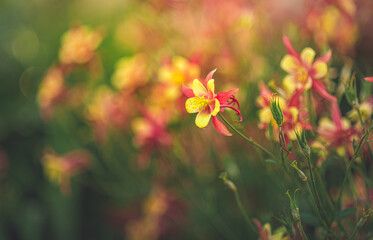 Garden flower