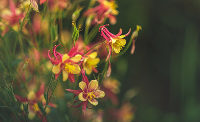 Garden flower