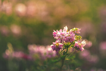 Garden flower