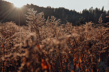 winter reeds at sunset