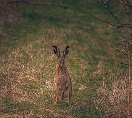 Hare