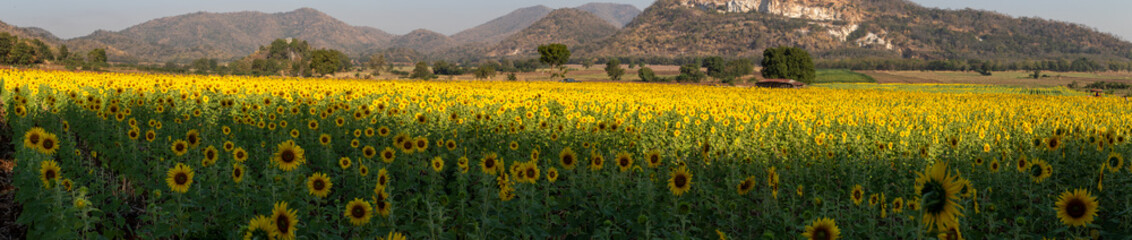 Panoramic landscape of sunflowers blooming in khao jeen lae  sunflower feild, farming on mountain range background, Plantation of crop organic farm and countryside traveling. in LOPBURI, Thailand