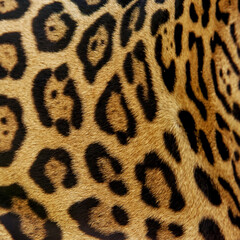 Jaguar Skin Texture and Pattern
