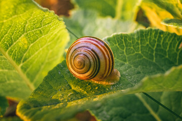 Snail
