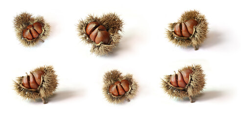 empty chestnut bur and chestnut isolated white background