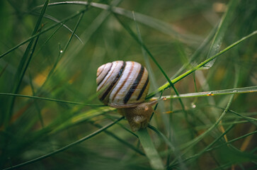 Snail