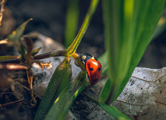 Coccinellidae
