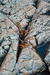 spider on the rock