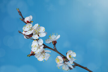 Blooming apricot tree branch on a blue background