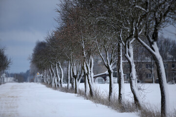 Winter rural road, forest covered with snow