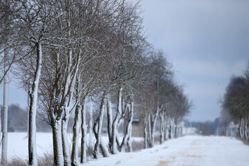 Winter rural road, forest covered with snow