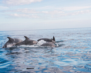 Delfines, Melilla