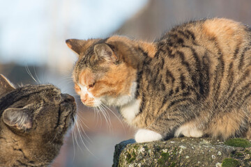 A cat and a cat during the mating season. Stray cats on the street.
