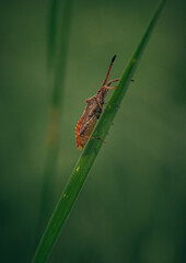 Insect