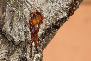 A big drop of resin flows down the fruit tree. Garden tree care. Collection of tree resin.