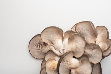 Oyster mushrooms on a white background. Mushroom texture. Copy space