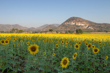 sunflowers blooming in khao jeen lae  sunflower feild, farming on mountain range background, Plantation of crop organic farm and countryside traveling. in LOPBURI, Thailand