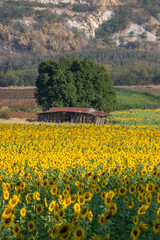 Obraz premium sunflowers blooming in khao jeen lae sunflower feild, farming on mountain range background, Plantation of crop organic farm and countryside traveling. in LOPBURI, Thailand