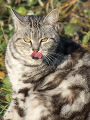 Funny portrait of a homeless cat. The gray cat stuck out its tongue.