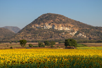 sunflowers blooming in khao jeen lae  sunflower feild, farming on mountain range background, Plantation of crop organic farm and countryside traveling. in LOPBURI, Thailand