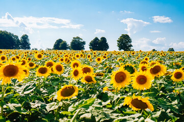 Obraz premium sunflowers in the field