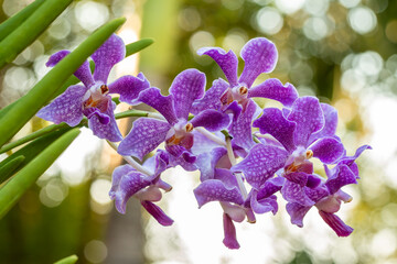 Purple Mokara orchid, blooming in farm.