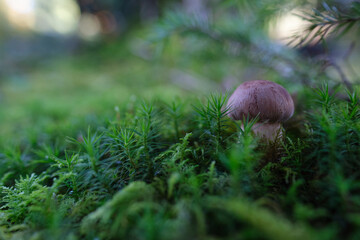  chestnut boletus in moss