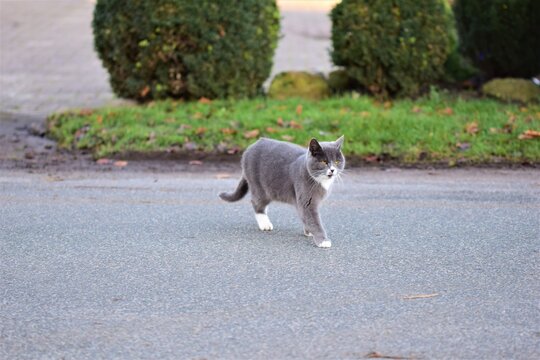 Grey cat walking across an aspalt road with grass and bushes in the background