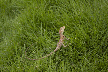 Brown lizard on the lawn background.