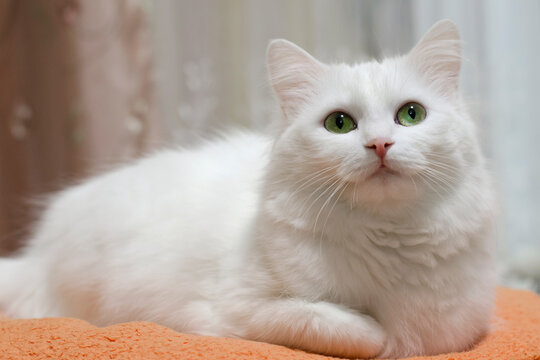 White cat with green eyes. Portrait of breed Turkish Angora cat. Close up photo.