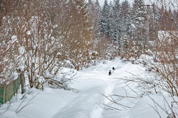Real Russian winter, when frost and a lot of snow, in the country village, with small houses, roads through high snowdrifts, with two black and white cats