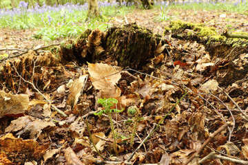 Ground level view of the flora on the forest floor