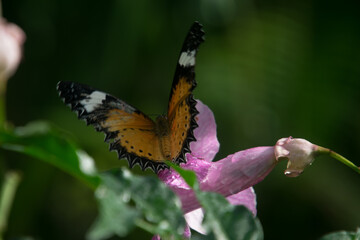 Colorful butterflies close ups, macros and bokeh