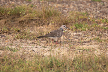 Spotted dove searching food on the ground