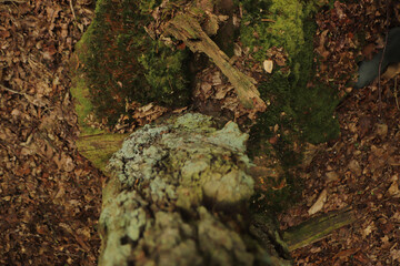 Fungus clinging to the side of a tree in the wood in winter