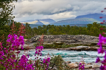 torrent of a glacier framed by purple flowers with sun spots on the green hills in the background