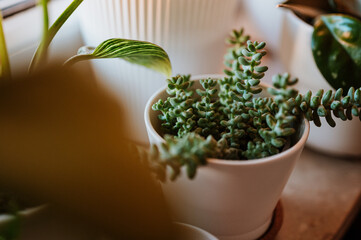 Room Plant