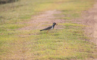 Red wattled lapwing on an openfield