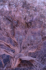 Wüstenstechpalme im Abendlicht