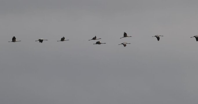 Vol de grues cendr&eacute;es (Grus grus)
