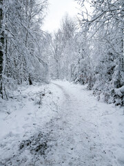 Winter forest in the snow.