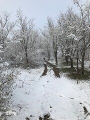 Winter in forest 2020