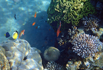Naklejka na ściany i meble Morning scene from life of exotic fish inhabiting coral reefs at the Red Sea, Middle East