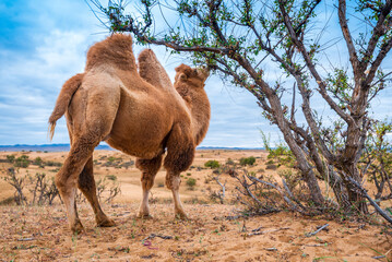 Reise durch die unglaubliche Wüste der Mongolei