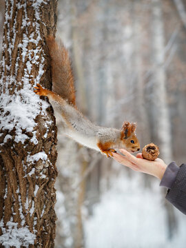 A nimble squirrel reaches from a snow-covered tree to a hand, on which a cedar cone lies