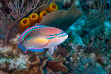 Princess Parrotfish in the waters of Little Cayman