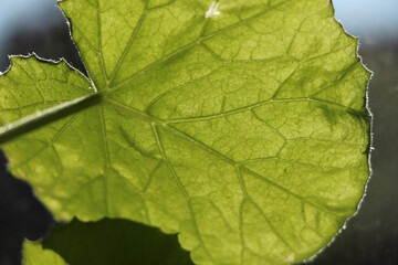 Indoor foliage reflecting radiant colours