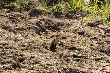 Ground level close up of mud and water sloshing down a stream