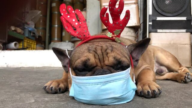 Adorable French bulldog puppy wearing surgical mask and costume with Red christmas hat,like a Santa Claus,lying on cement floor,cute dog.Decorated for christmas and new year festival.